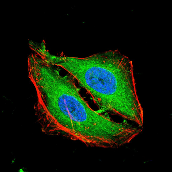 ERG Antibody