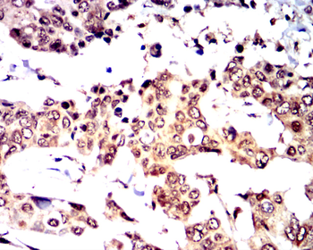 ERG Antibody