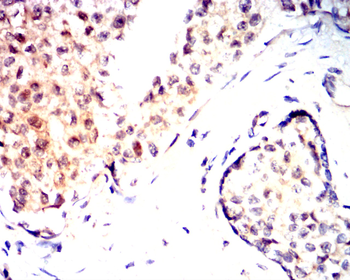 ERG Antibody