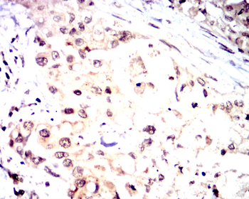 ERG Antibody