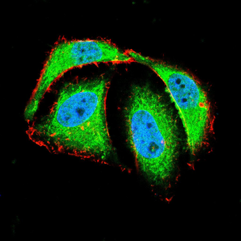 ATF4 Antibody