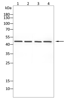 ATF4 Antibody
