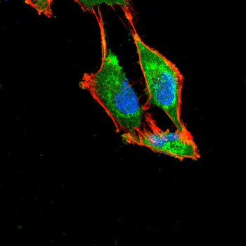 CD274 Antibody