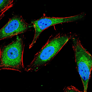 CCNB1 Antibody
