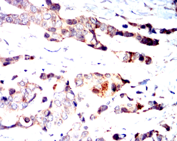 CCNB1 Antibody