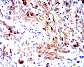 CCNB1 Antibody