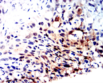CCNB1 Antibody