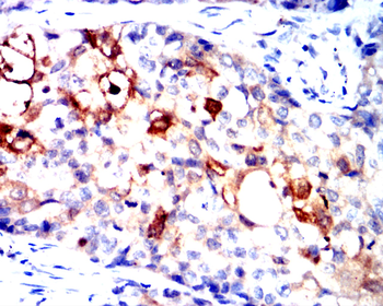 CCNB1 Antibody