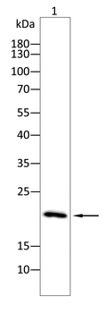 TSPO Antibody