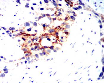 TSPO Antibody