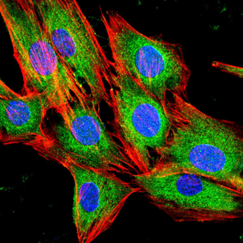 COL6A1 Antibody