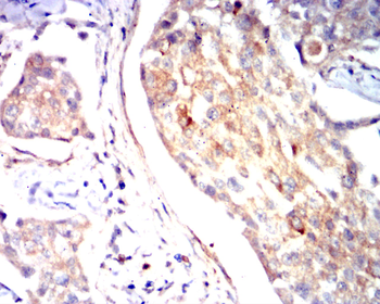 COL6A1 Antibody