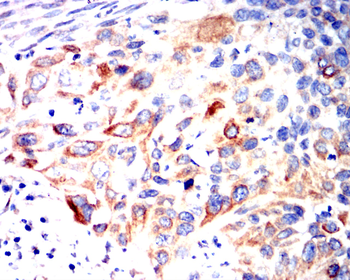 COL6A1 Antibody