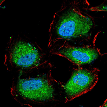 VEGFA Antibody