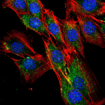 CD63 Antibody
