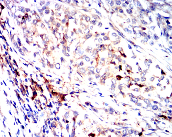 CD63 Antibody