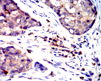 CD63 Antibody