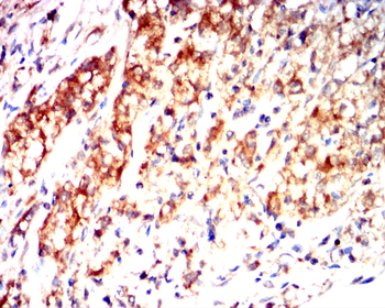 CD63 Antibody