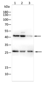 CD63 Antibody