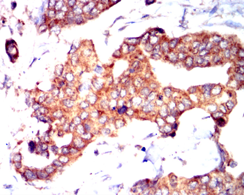 VCAM1 Antibody