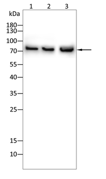 VCAM1 Antibody