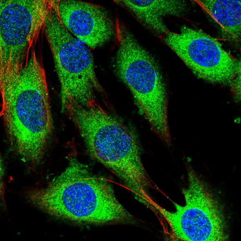 LYVE1 Antibody