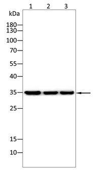 LYVE1 Antibody