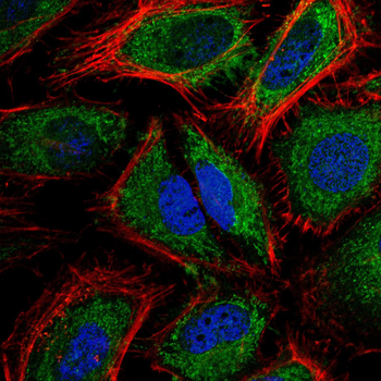 IRF3 Antibody