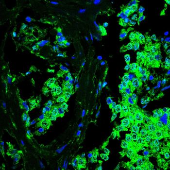 IRF3 Antibody
