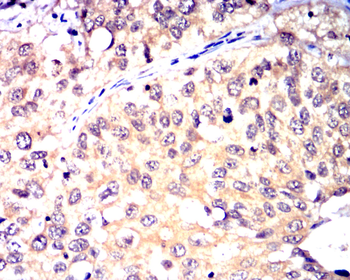 IRF3 Antibody