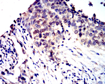 IRF3 Antibody