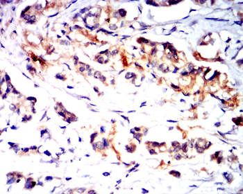 COL10A1 Antibody