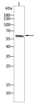 COL10A1 Antibody