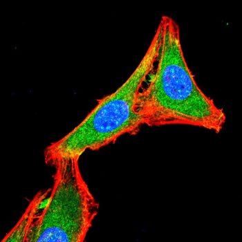 TSG101 Antibody