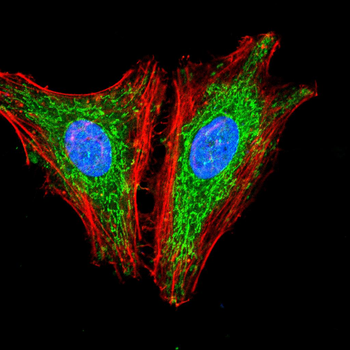 CCR7 Antibody