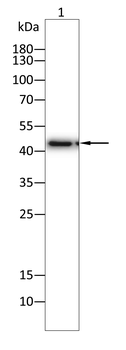CCR7 Antibody