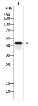 CCR7 Antibody