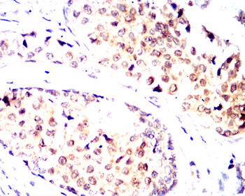 MAPK14 Antibody