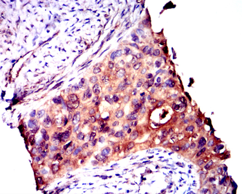 MAPK14 Antibody