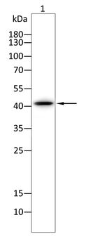 MAPK14 Antibody