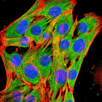 CALB2 Antibody