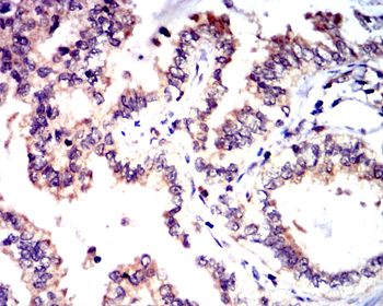IRF1 Antibody