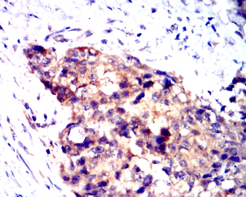 IRF1 Antibody