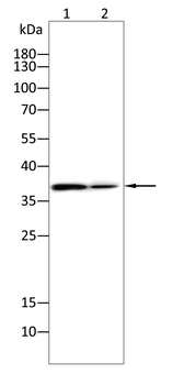 IRF1 Antibody