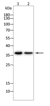 IRF1 Antibody
