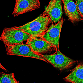 IRF1 Antibody
