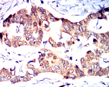 IRF1 Antibody