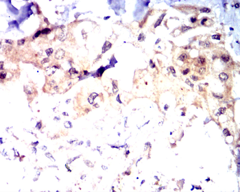 IRF1 Antibody