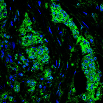 IRF1 Antibody