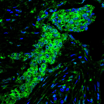 IRF1 Antibody